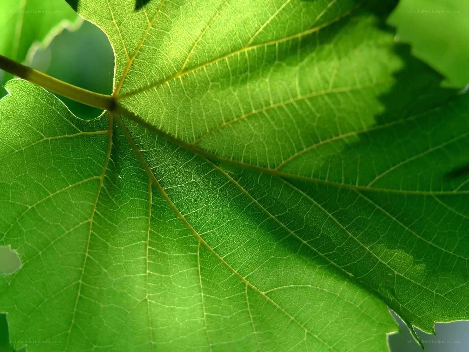 Close-up of a green leaf