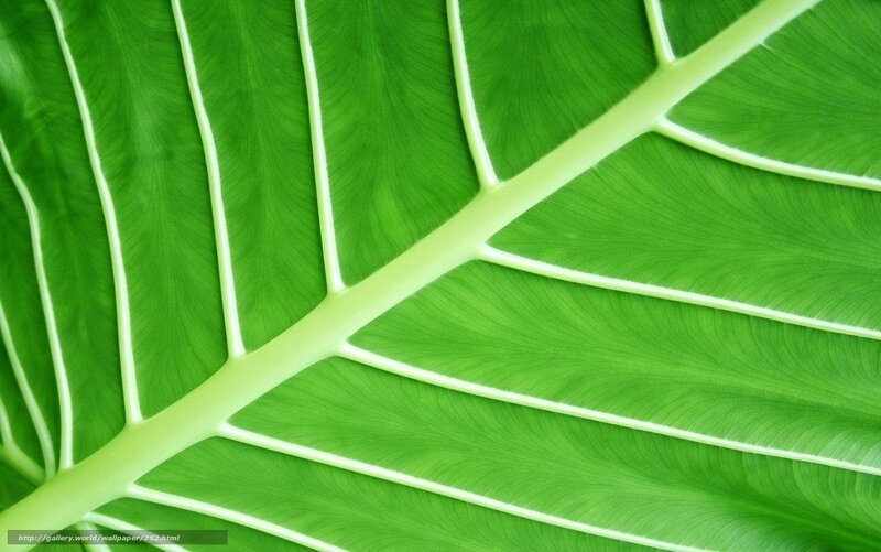 Close-up of a green leaf