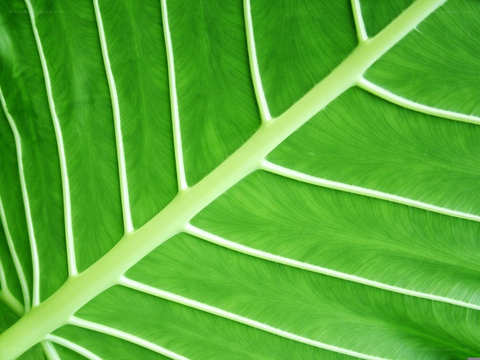 Close-up of a green leaf
