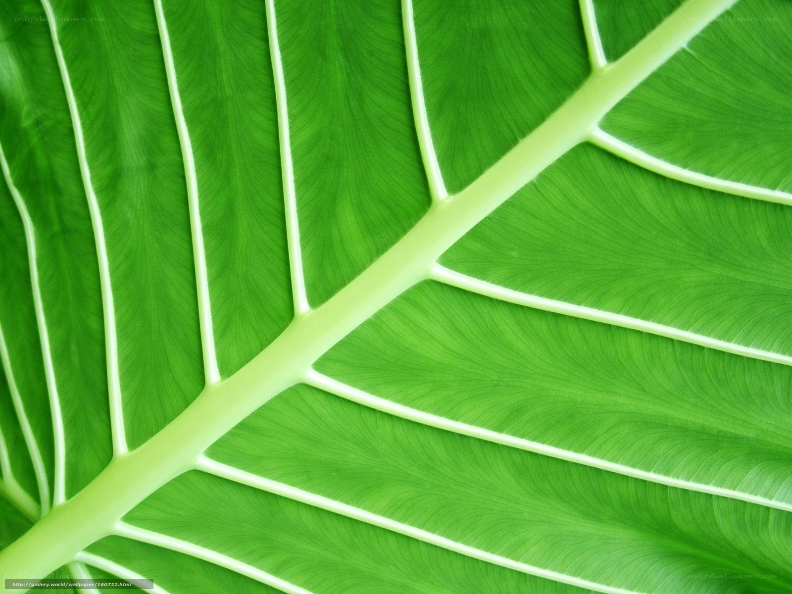 Close-up of a green leaf