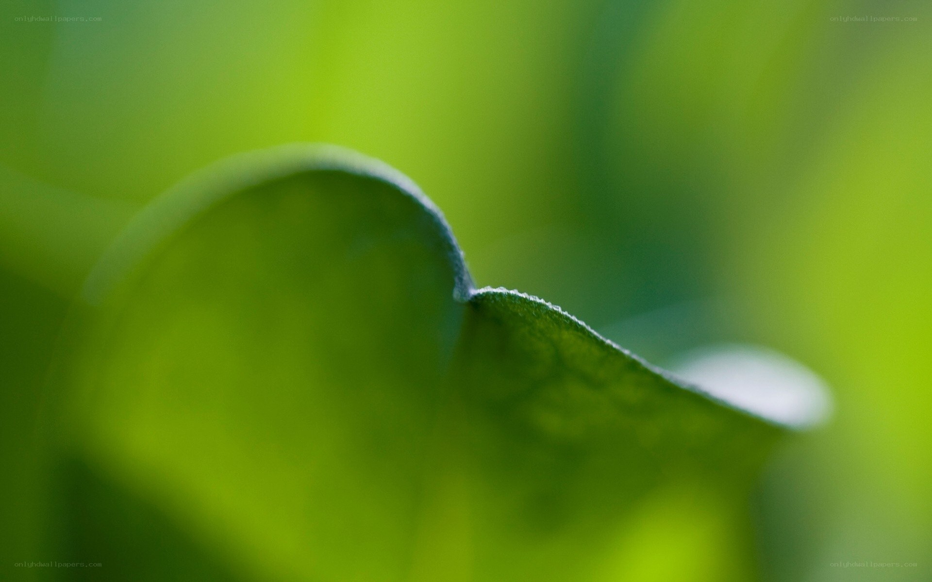 Close-up of a green leaf