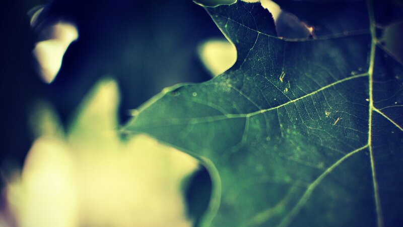 close-up of a green leaf