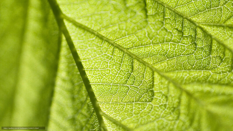 Close-up of a green leaf