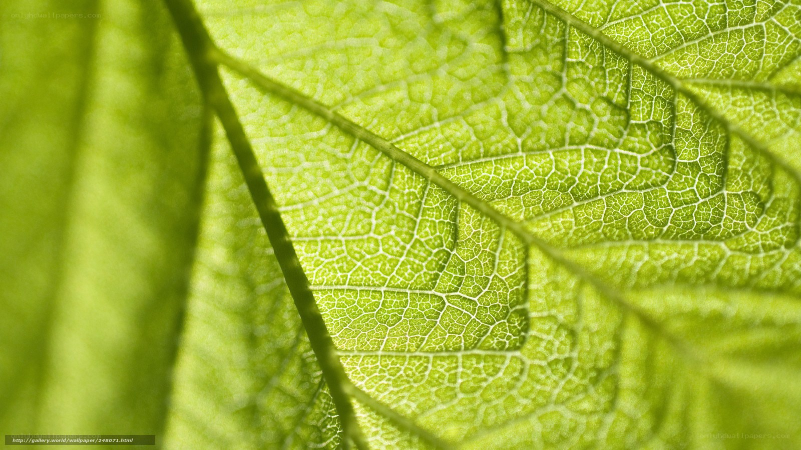 Close-up of a green leaf