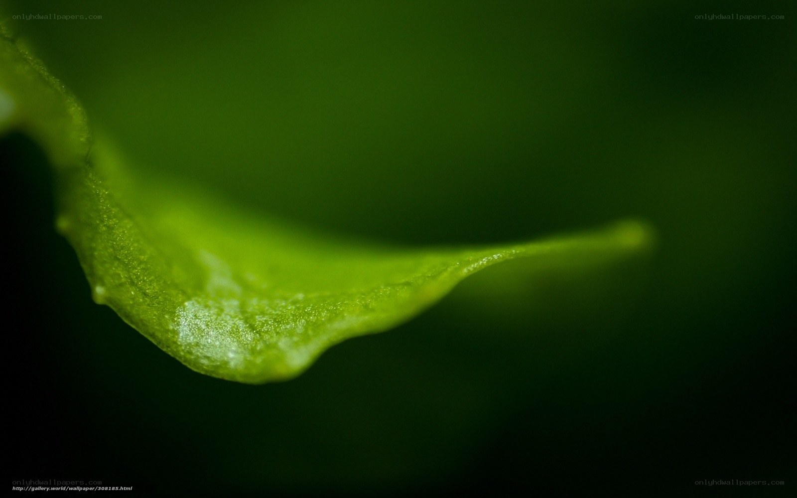 Close-up of a green leaf