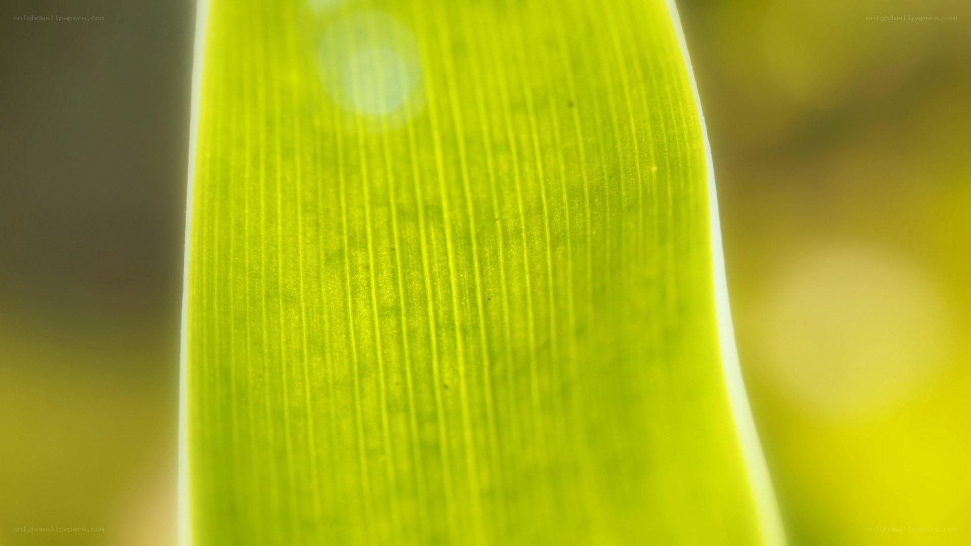 Close-up of a green leaf