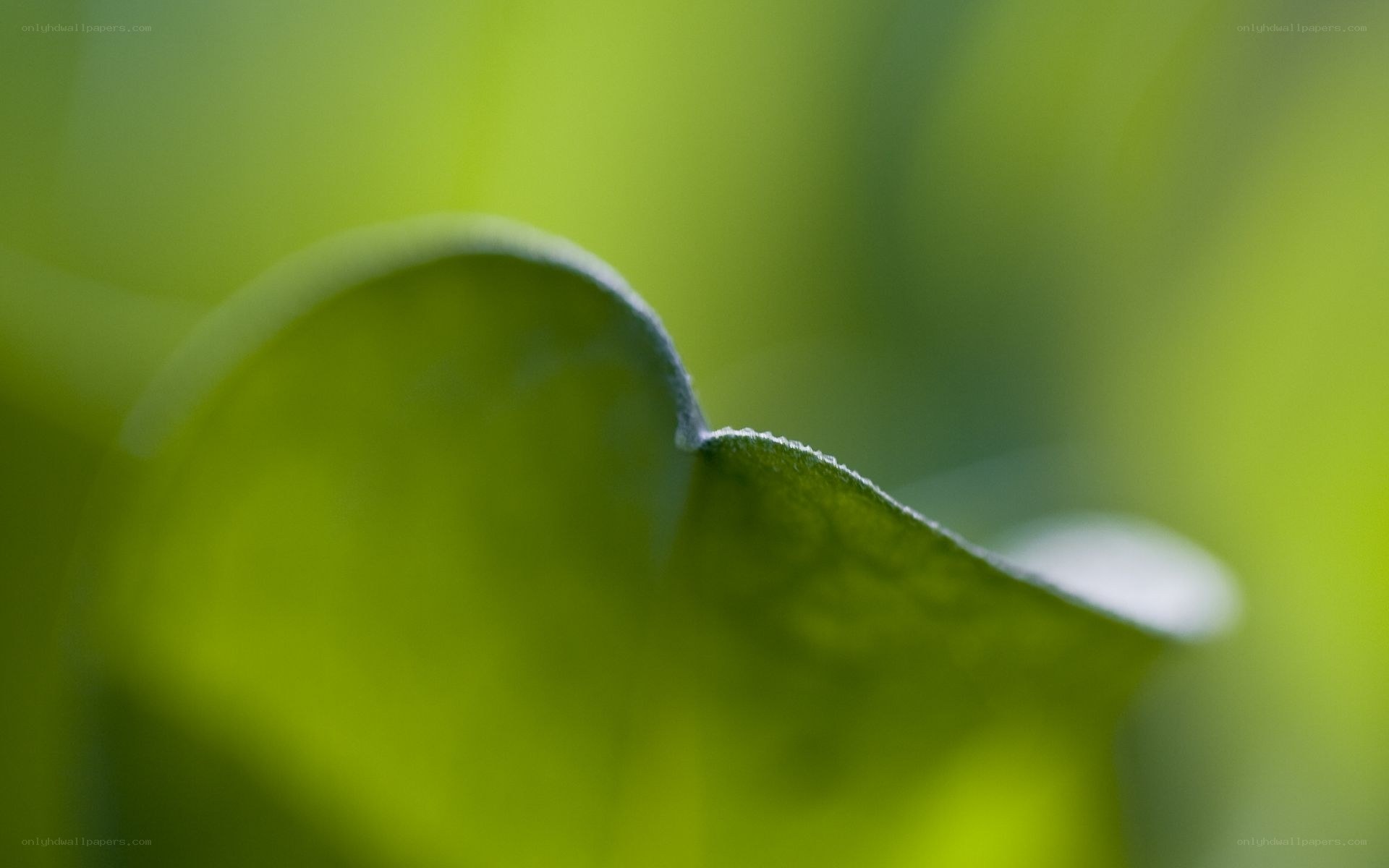 Close-up of a green leaf