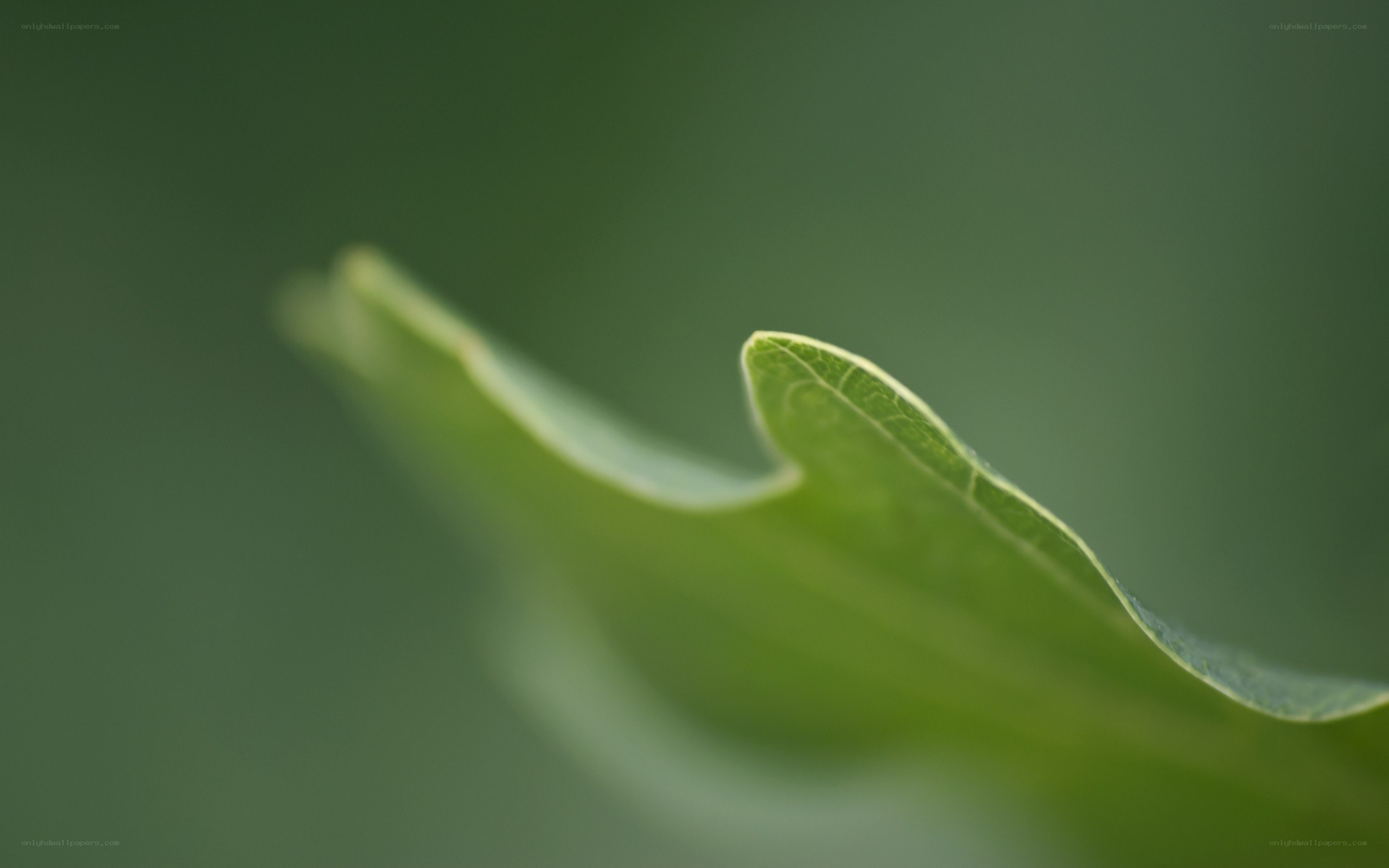close-up of a green leaf