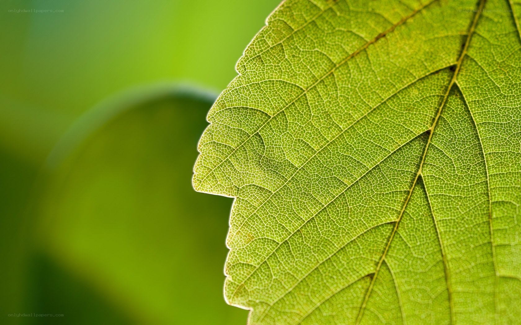 Close-up of a green leaf
