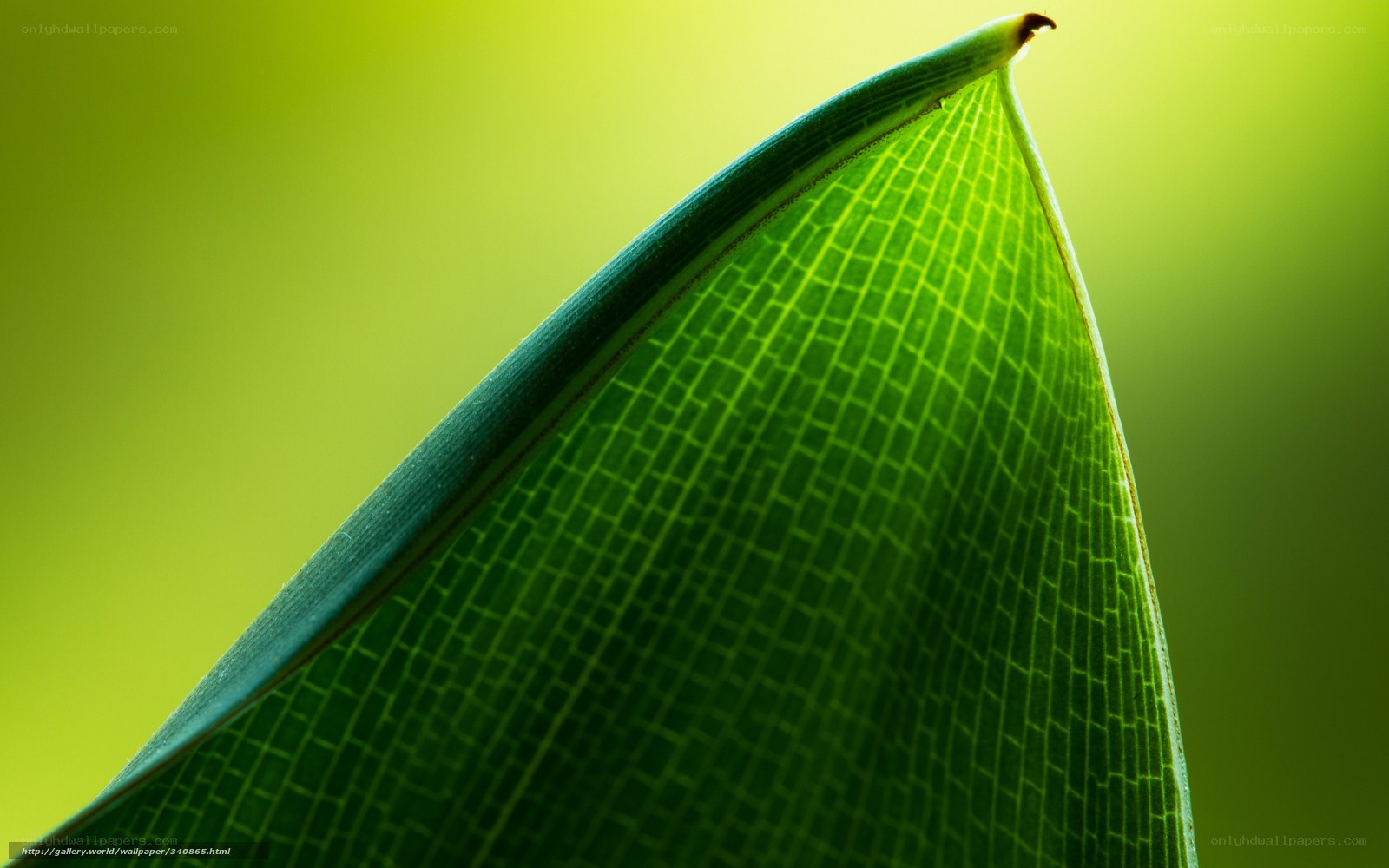 Close-up of a green leaf