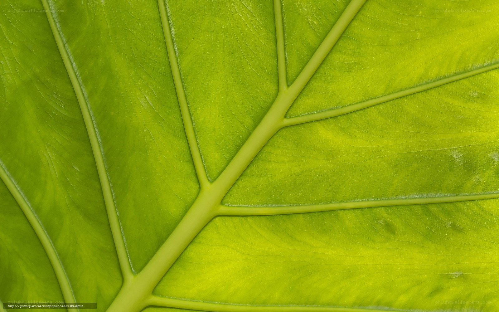 close-up of a green leaf