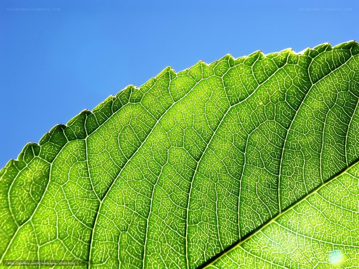 Close-up of a green leaf