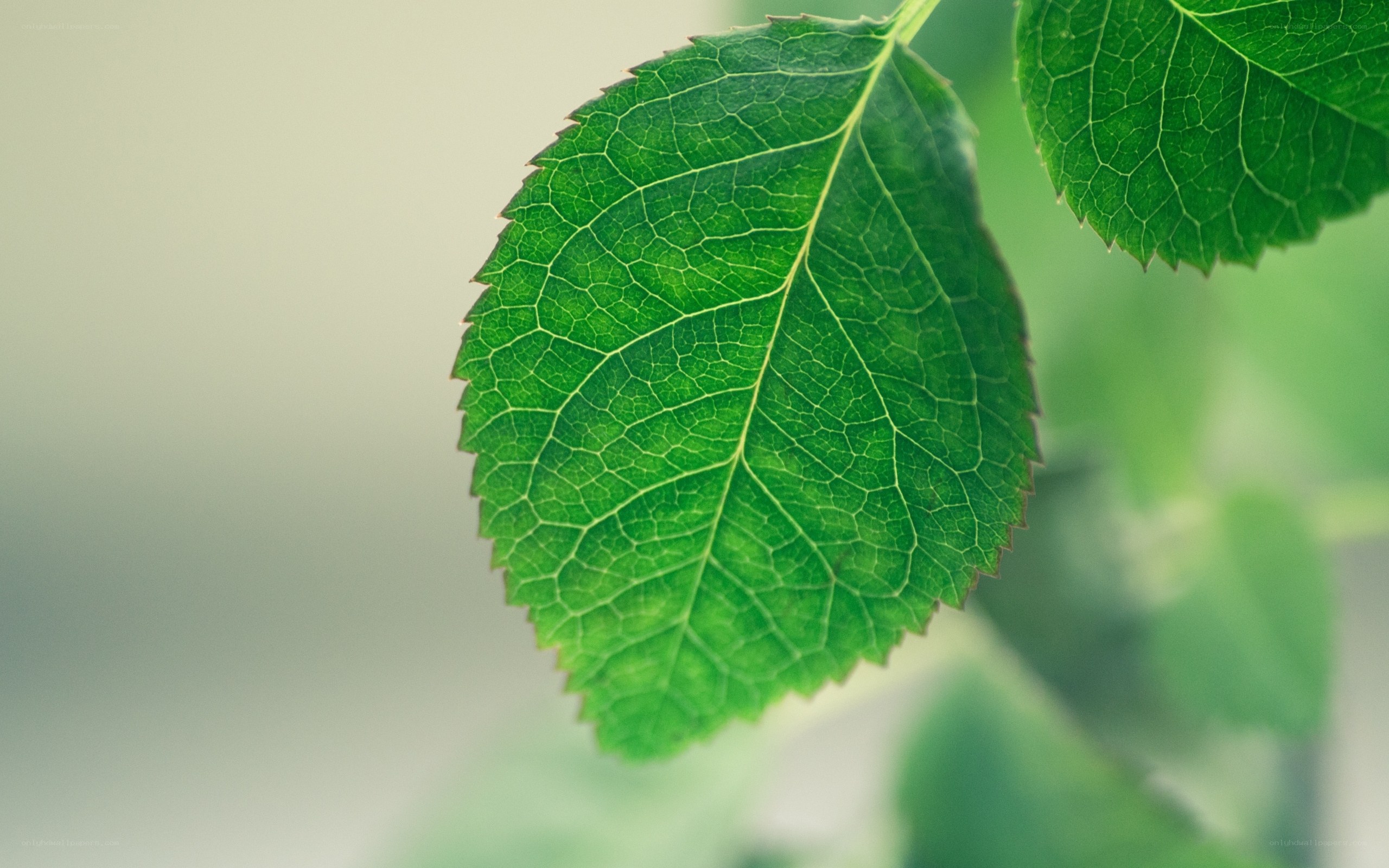 Close-up of a green leaf