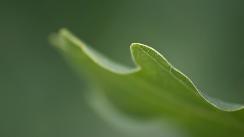 close-up of a green leaf