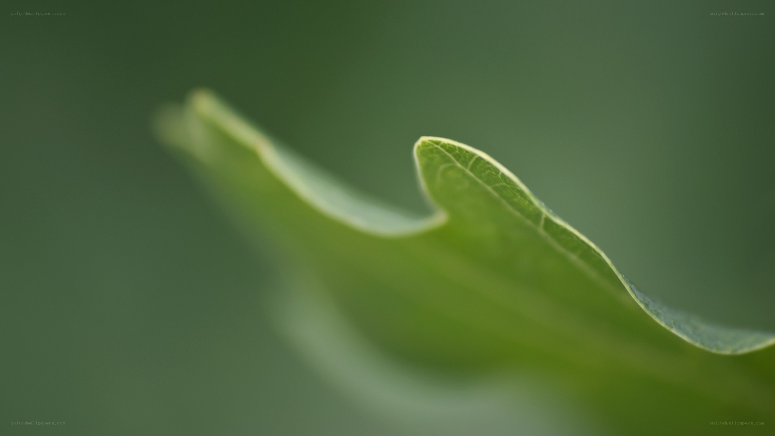 close-up of a green leaf