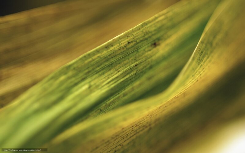 Close-up of a green leaf
