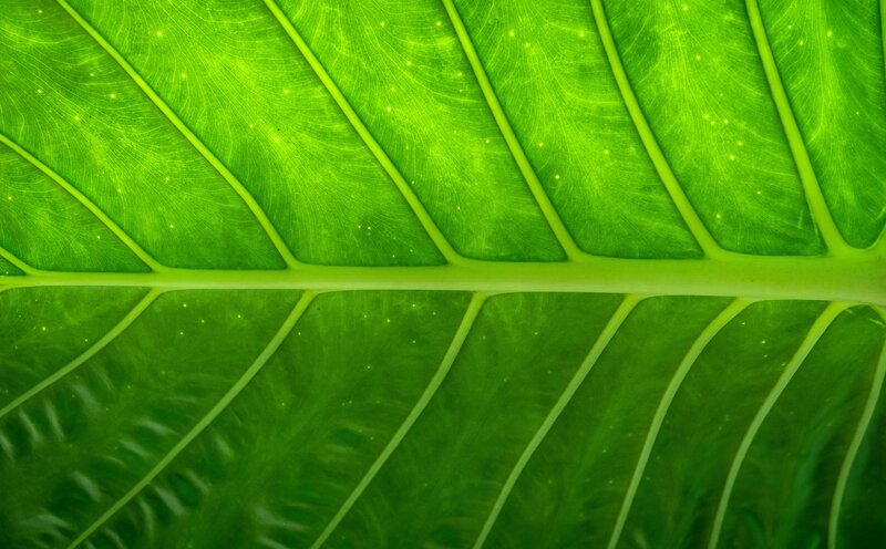 Close-up of a green leaf