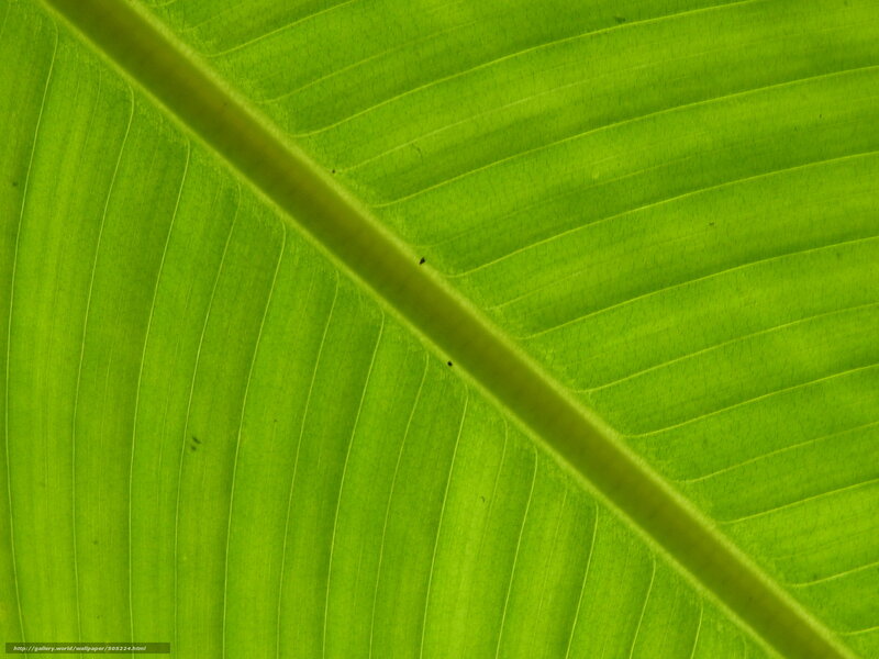 Close-up of a green leaf