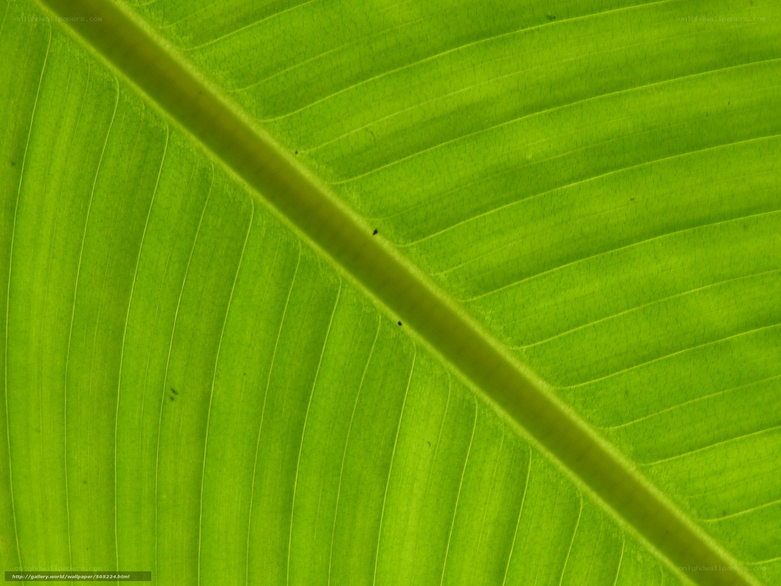 Close-up of a green leaf