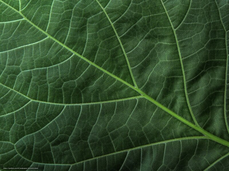 Close-up of a green leaf