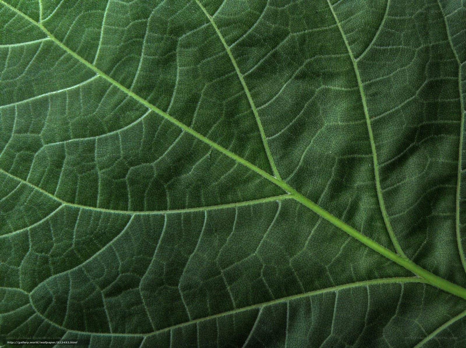 Close-up of a green leaf