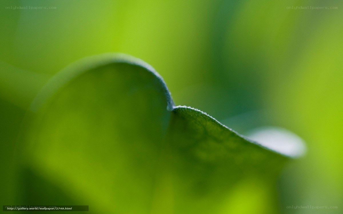 Close-up of a green leaf