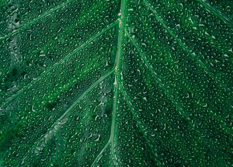 Close-up of a green leaf
