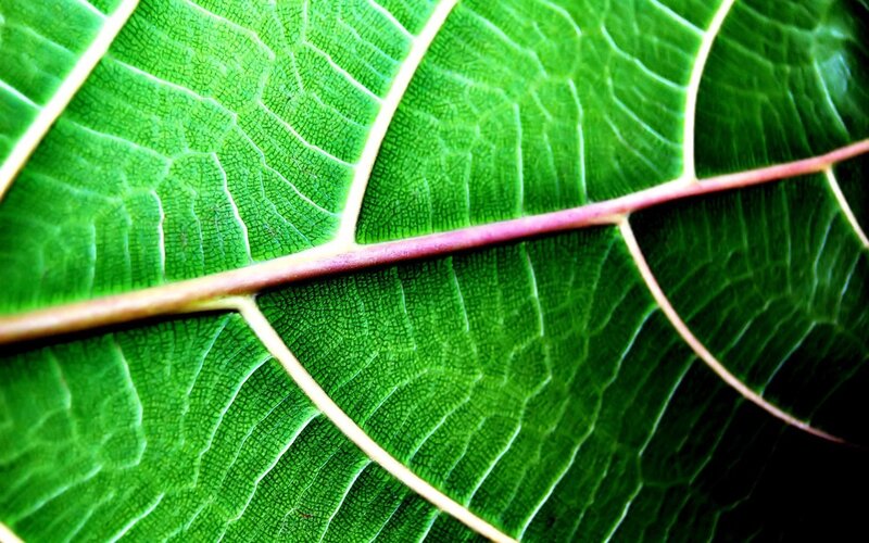 Close-up of a green leaf