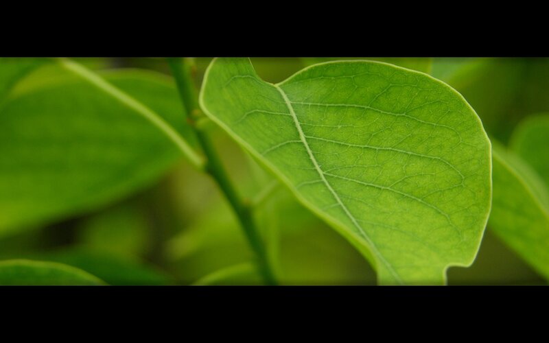 Close-up of a green leaf