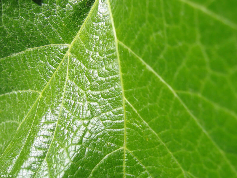 Close-up of a green leaf