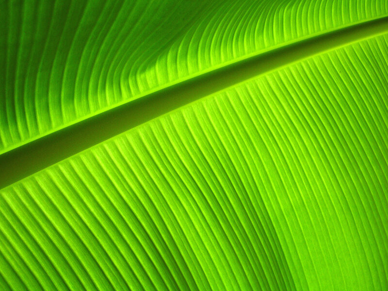 Close-up of a green leaf