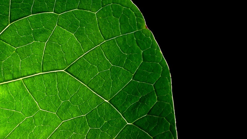 Close-up of a green leaf