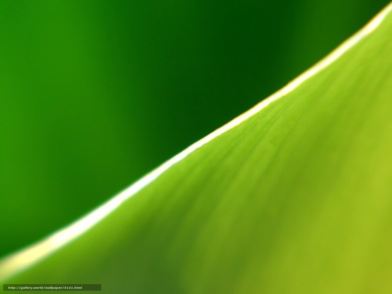 Close-up of a green leaf