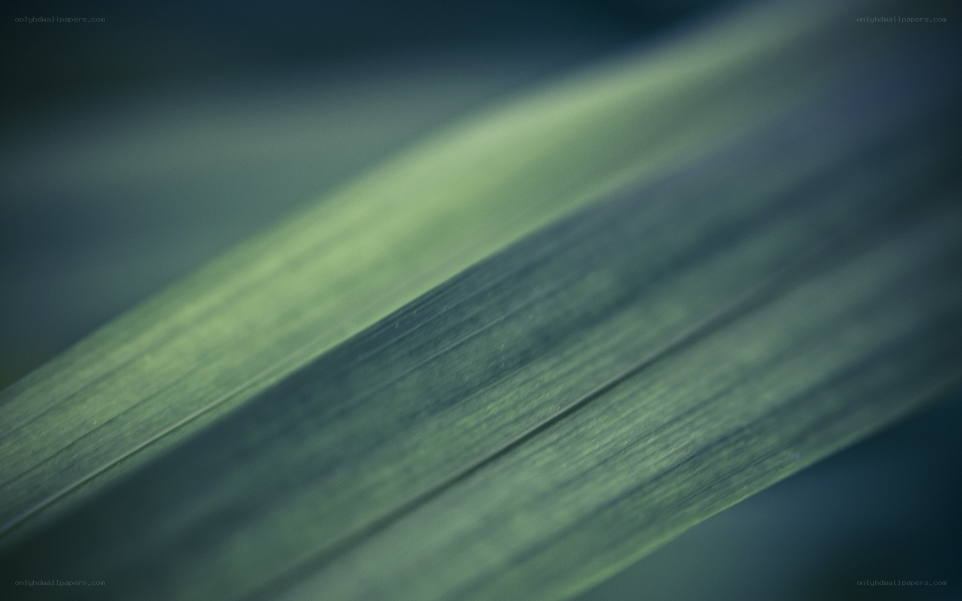 Close-up of a green leaf