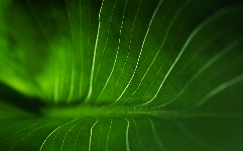 Close-up of a green leaf