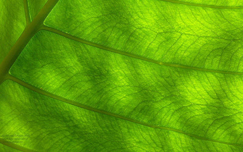 Close-up of a green leaf