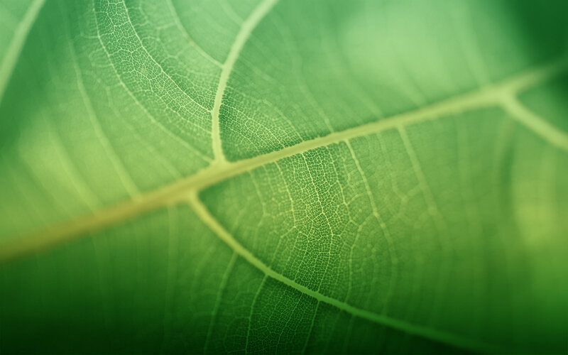 Close-up of a green leaf