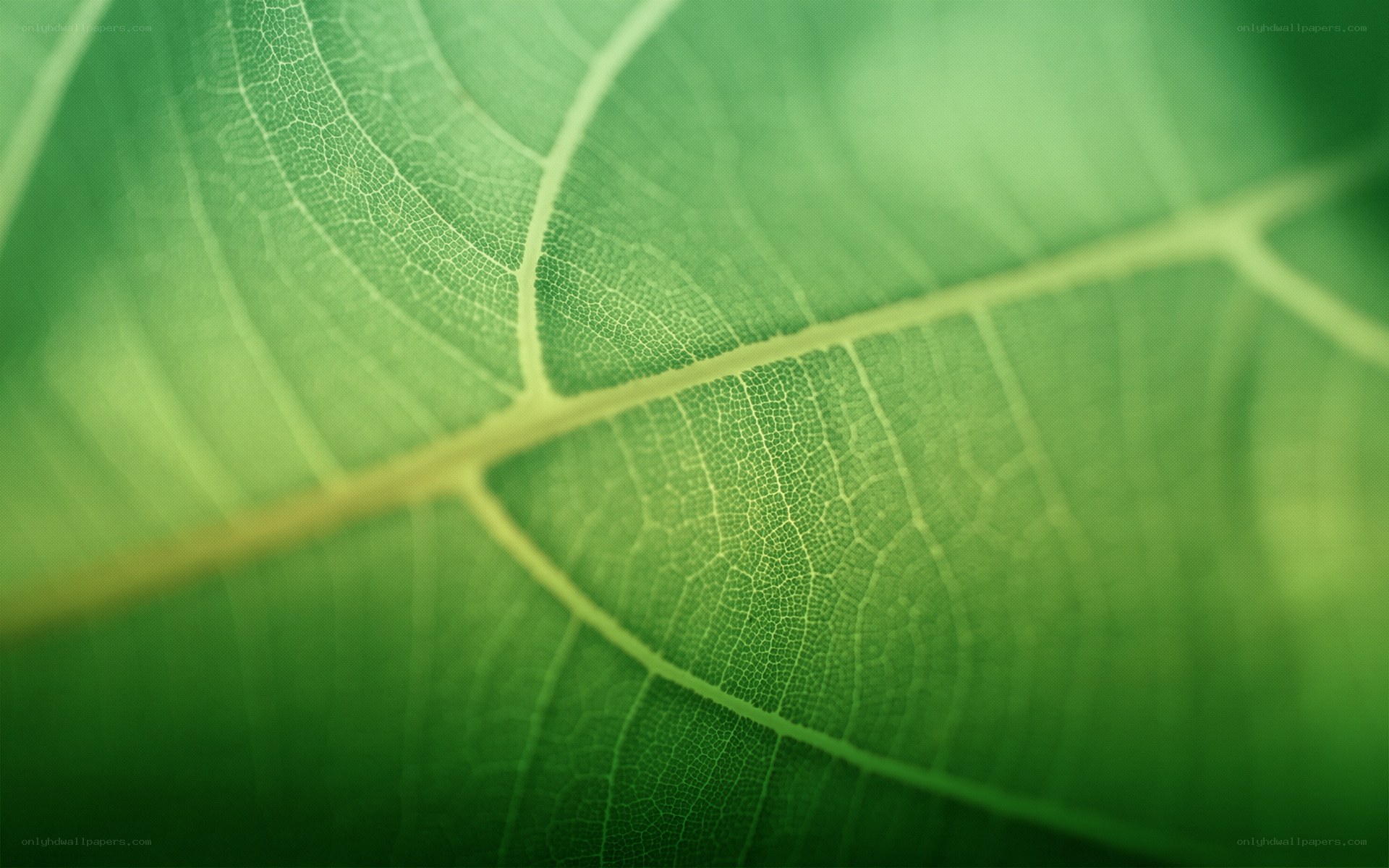 Close-up of a green leaf