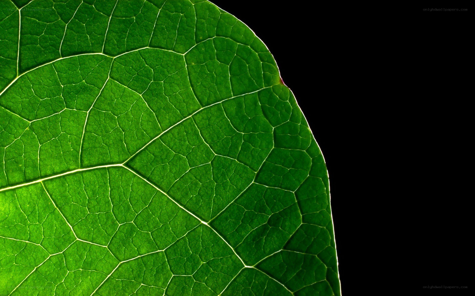 Close-up of a green leaf