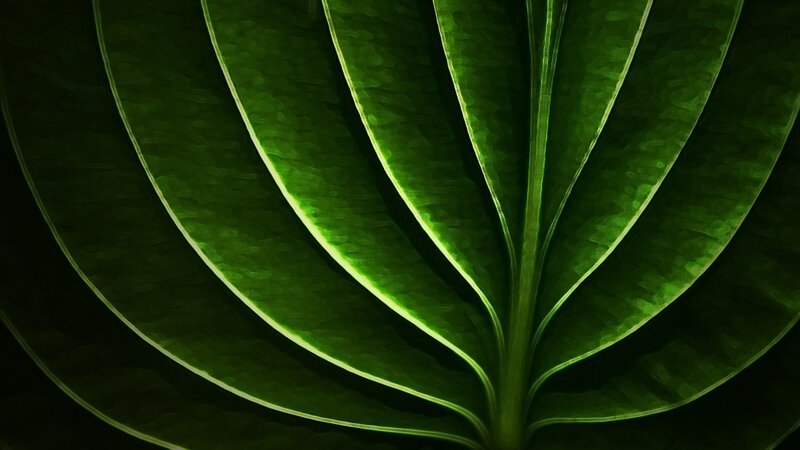Close-up of a green leaf