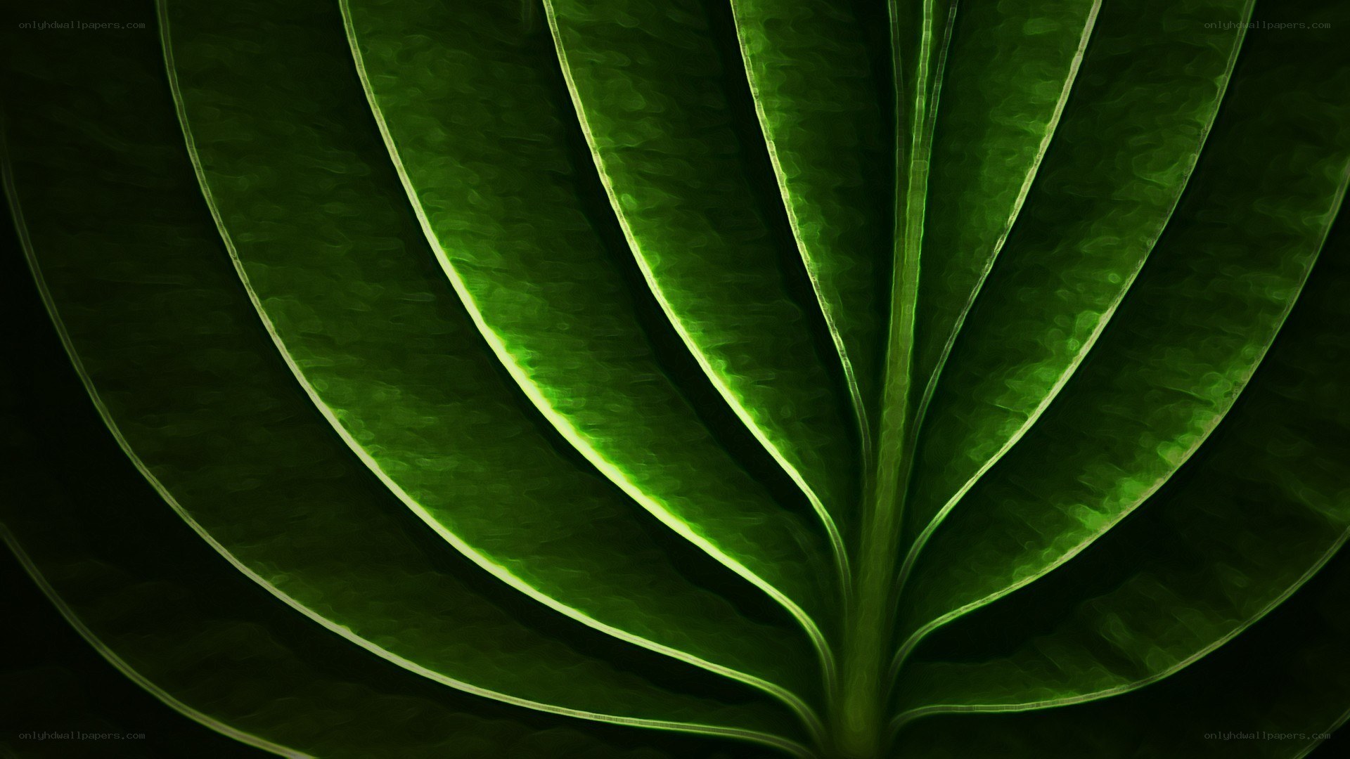 Close-up of a green leaf