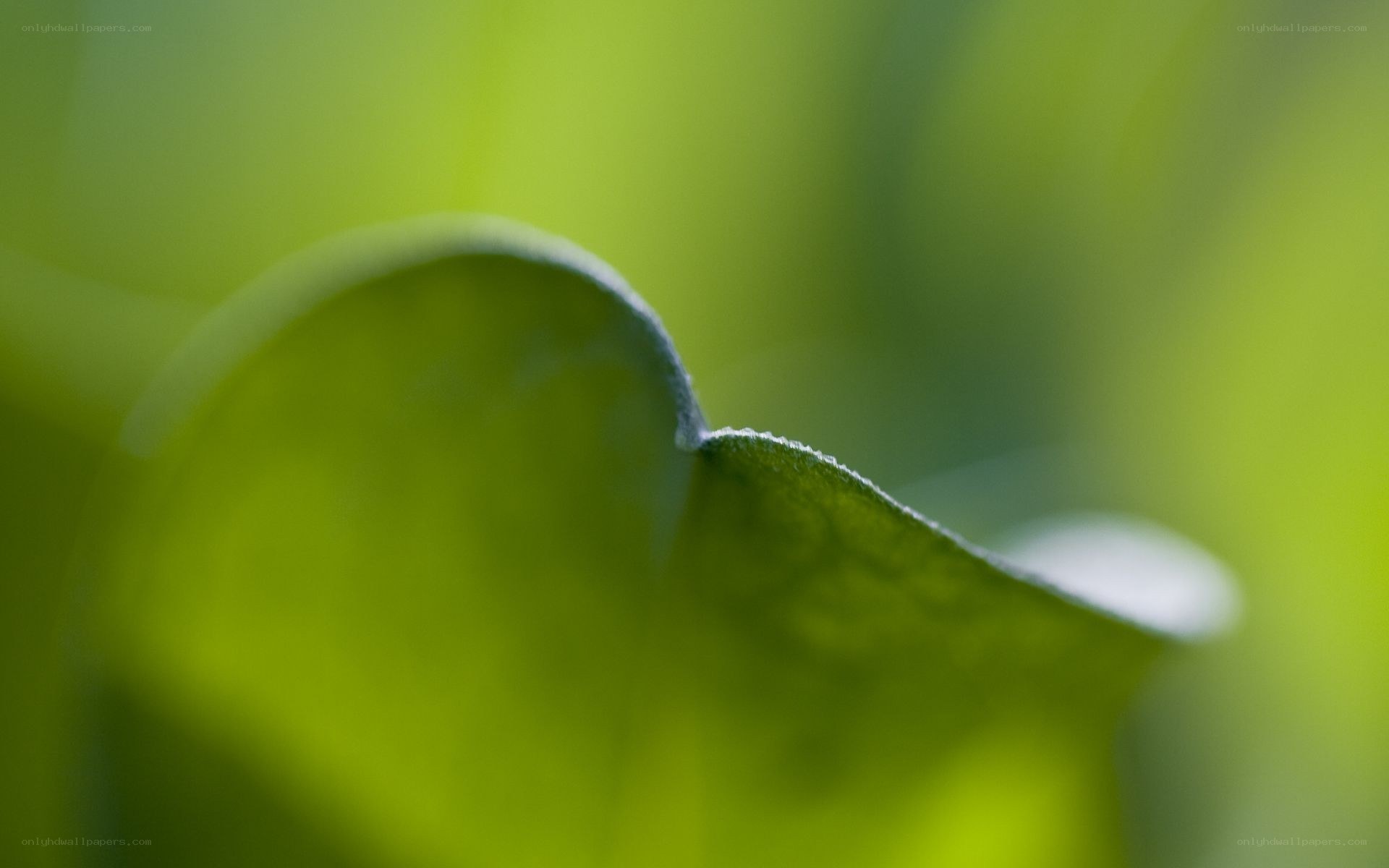 close-up of a green leaf