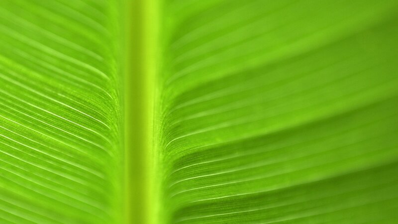 Close-up of a green leaf