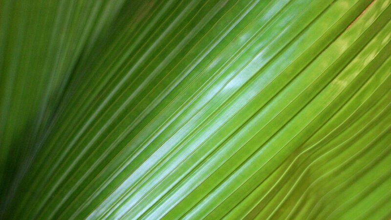 close-up of a green leaf
