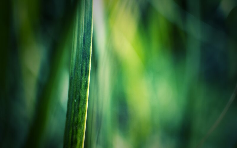 Close-up of a green leaf