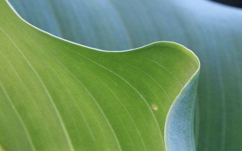 Close-up of a green leaf