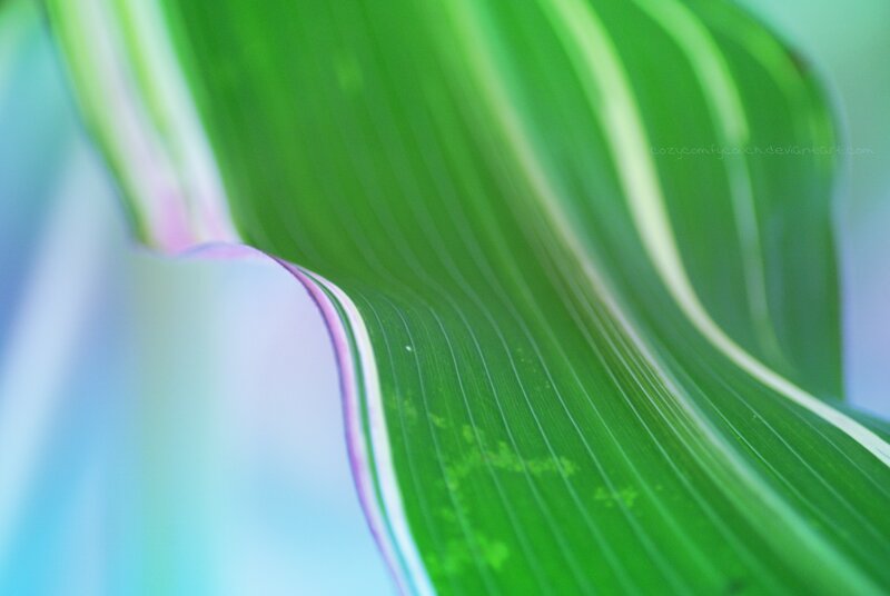 Close-up of a green leaf