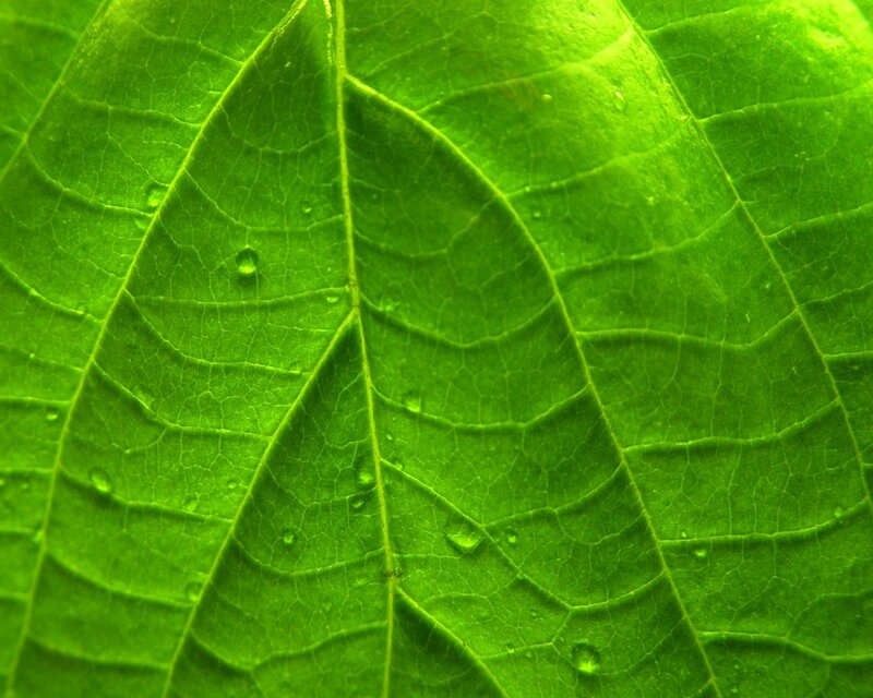 Close-up of a green leaf