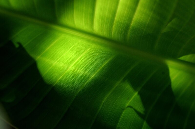 Close-up of a green leaf