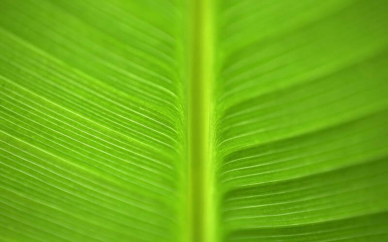 Close-up of a green leaf